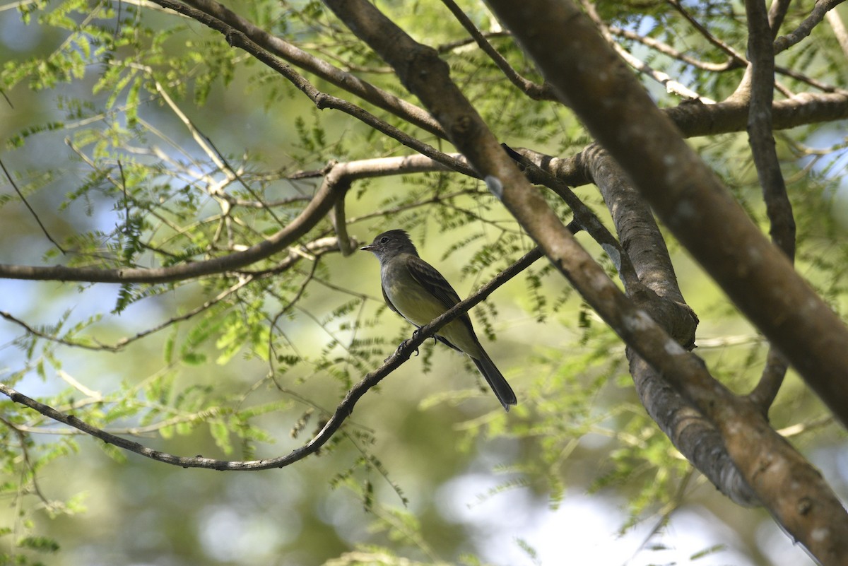 Yellow-bellied Elaenia - ML647738446