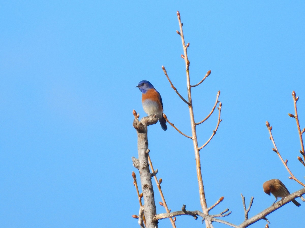 Western Bluebird - ML647738447