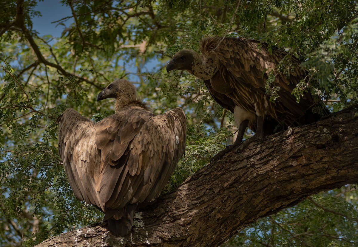 Ak Sırtlı Akbaba - ML647738449