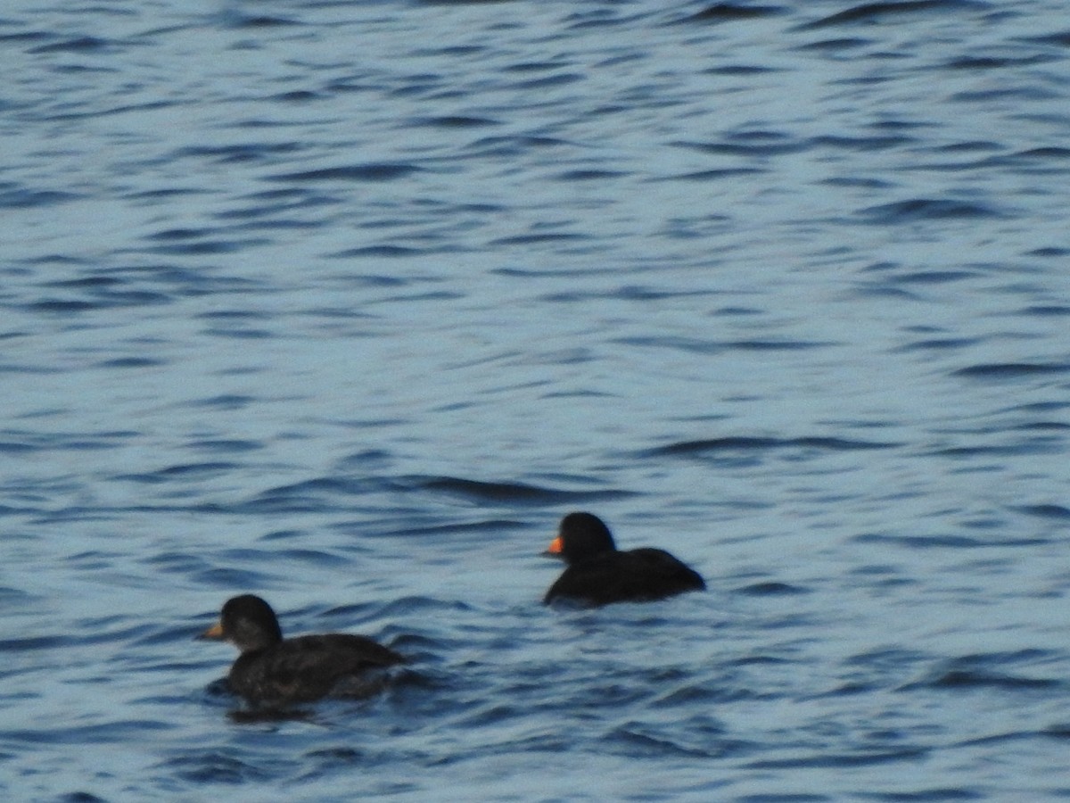 Negrón Americano - ML647738451