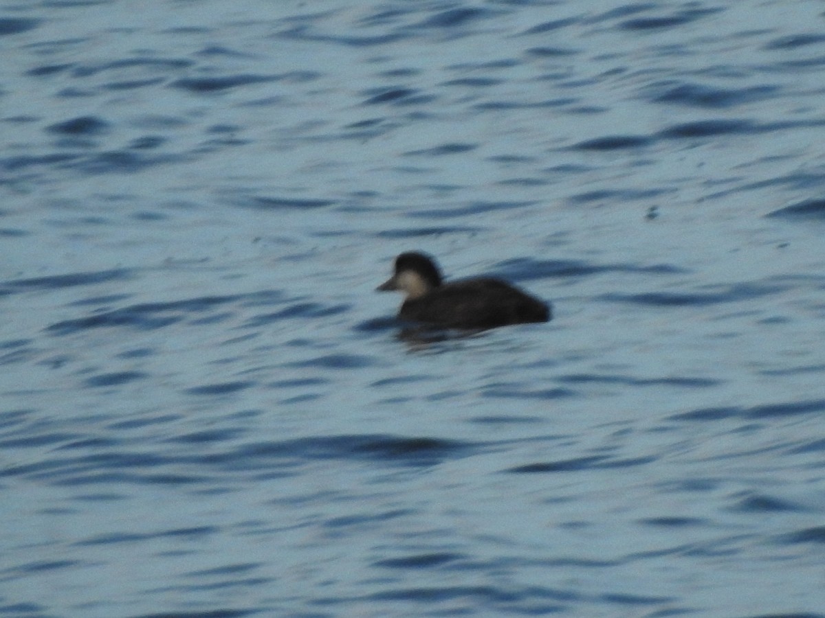 Negrón Americano - ML647738452