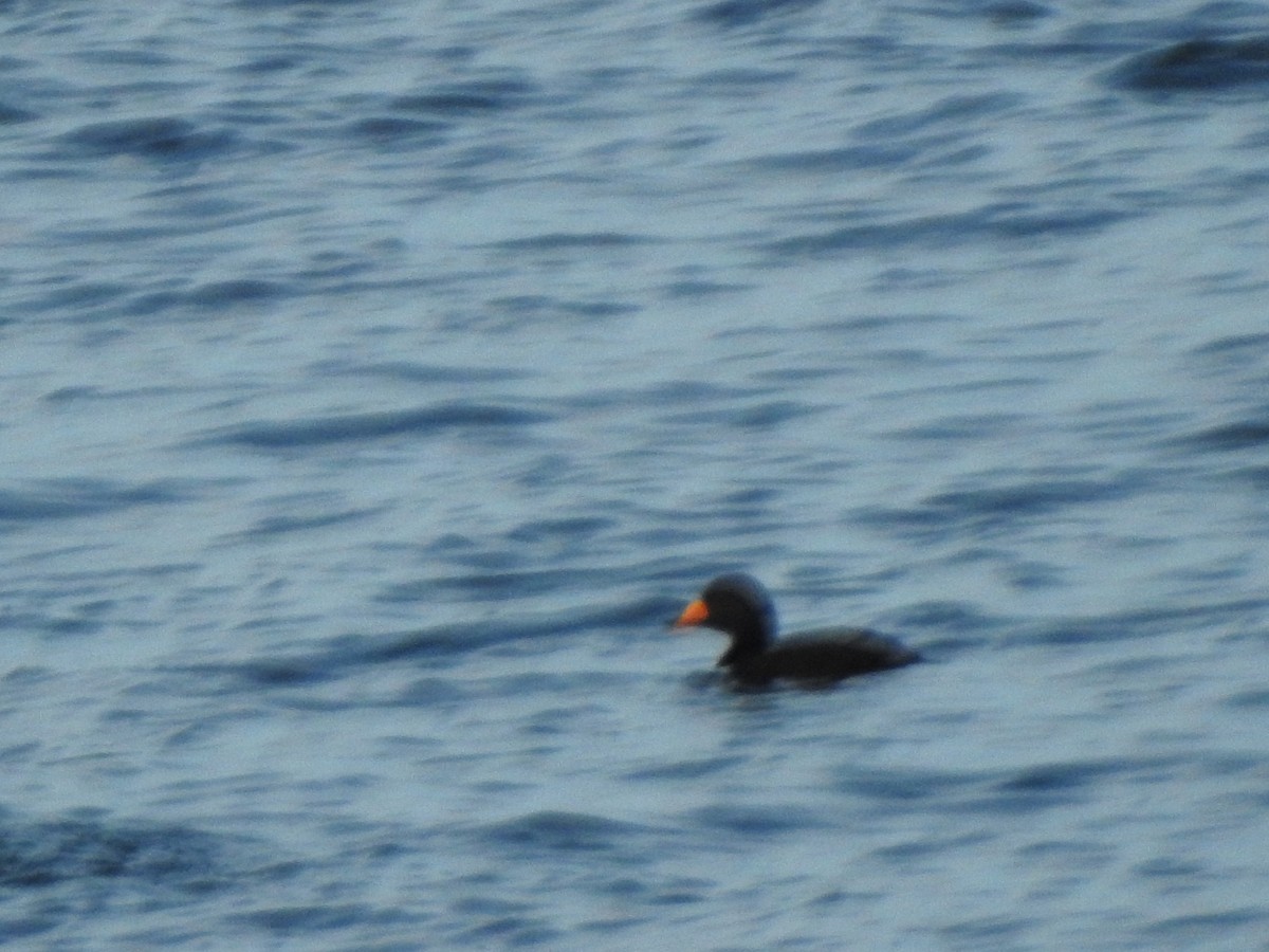 Negrón Americano - ML647738453