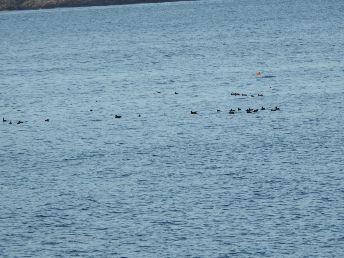 Negrón Americano - ML647738454