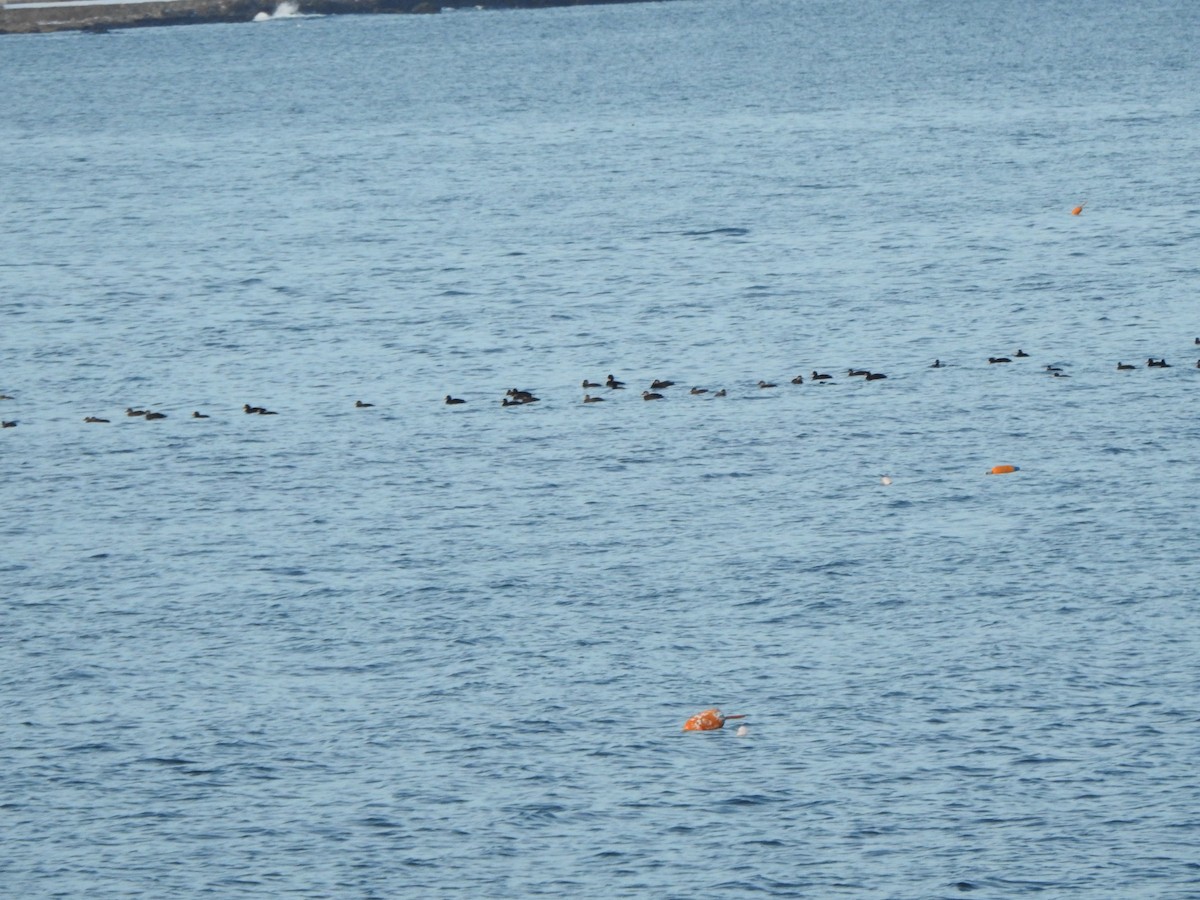 Negrón Americano - ML647738455