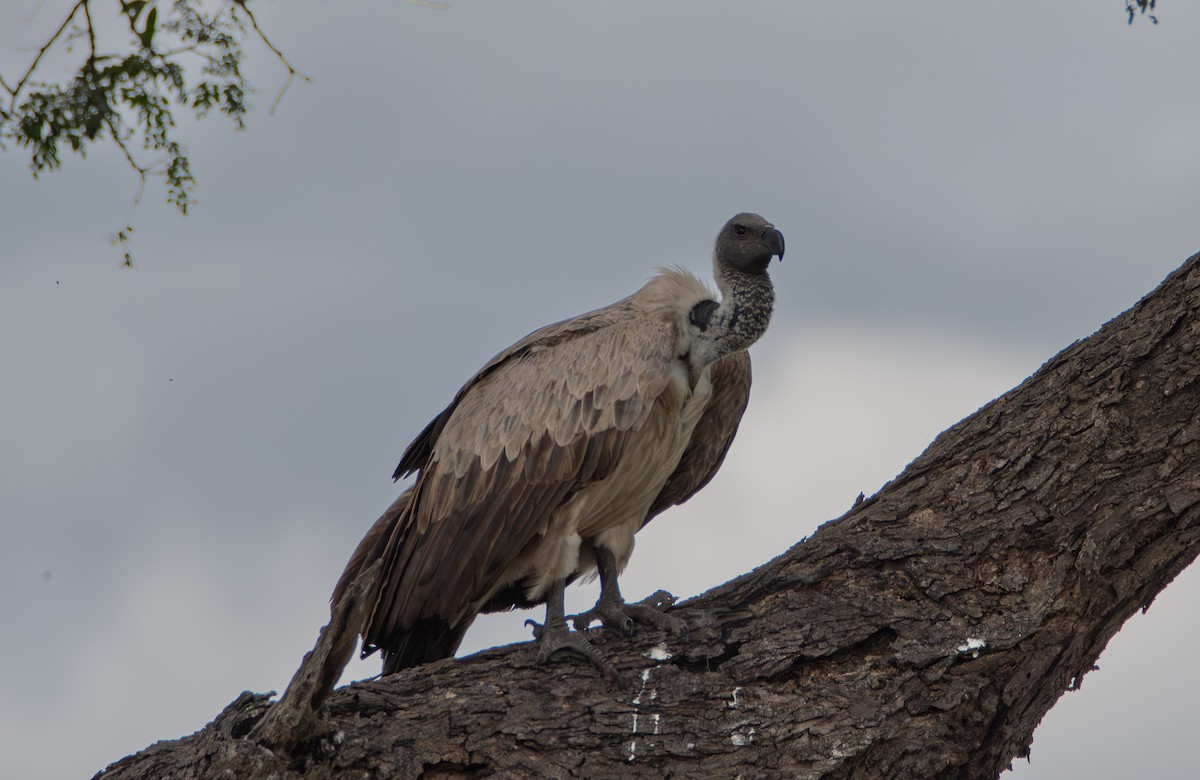 Ak Sırtlı Akbaba - ML647738460