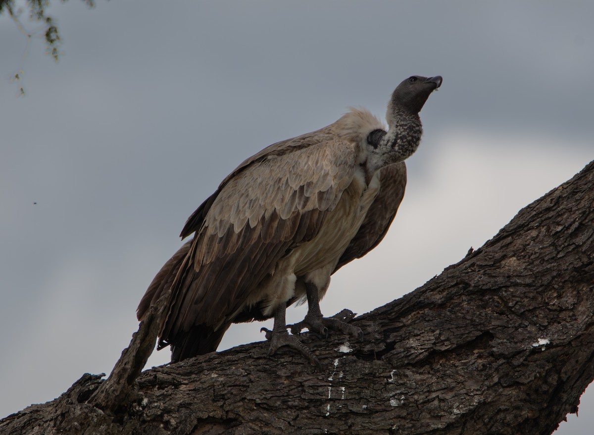 Ak Sırtlı Akbaba - ML647738461