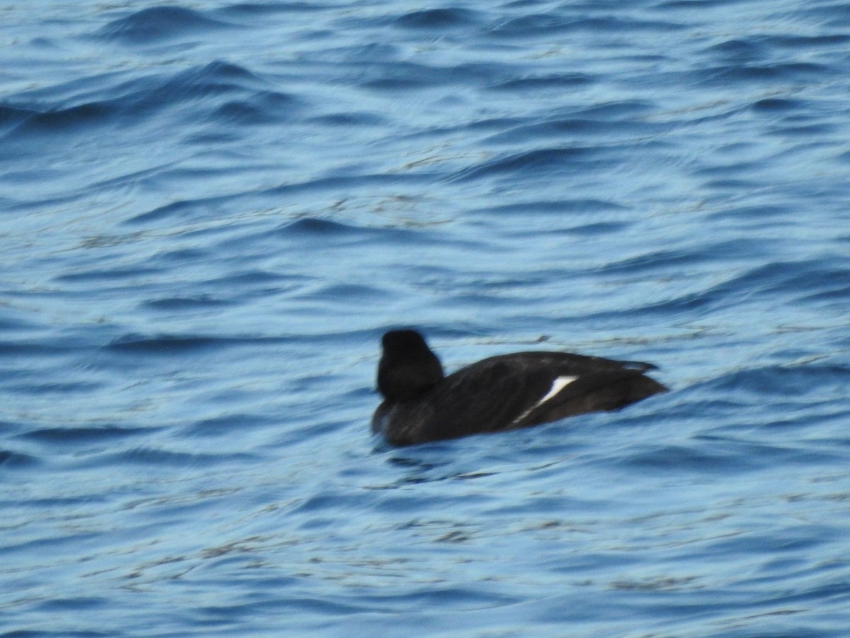 Negrón Aliblanco - ML647738467