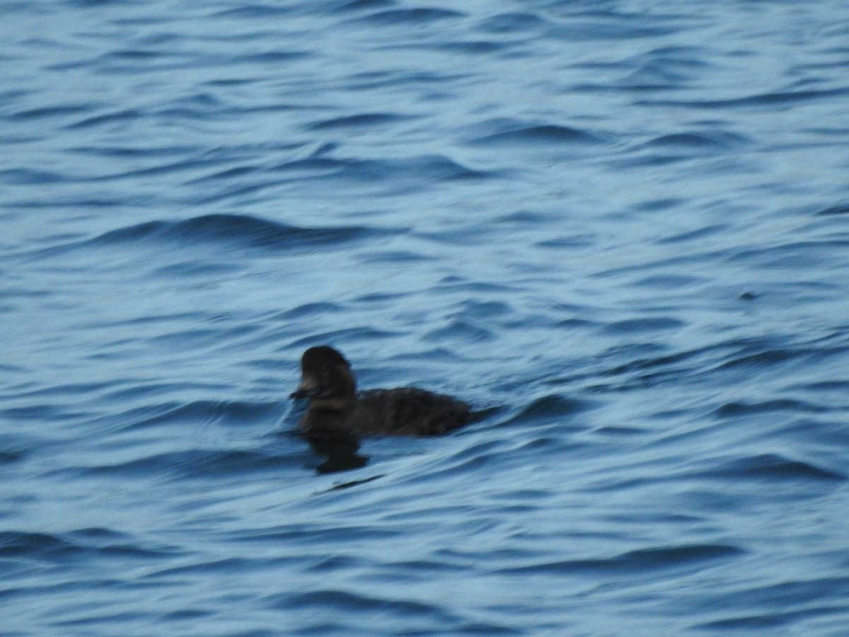Negrón Aliblanco - ML647738468