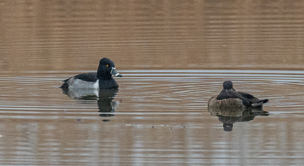 クビワキンクロ - ML647738474