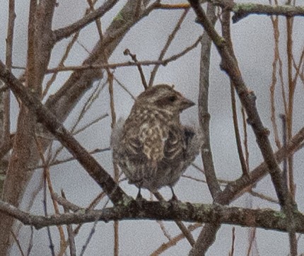 Purple Finch - ML647738479