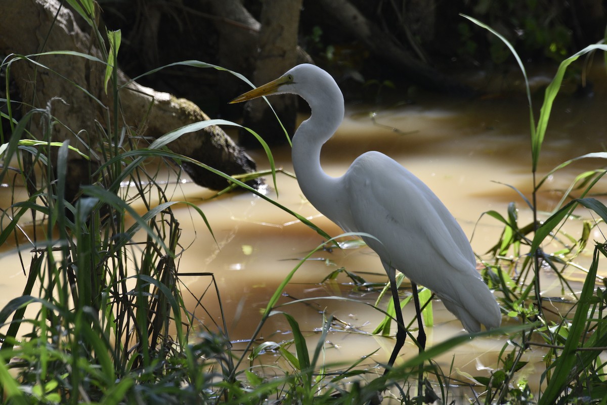 volavka bílá - ML647738480