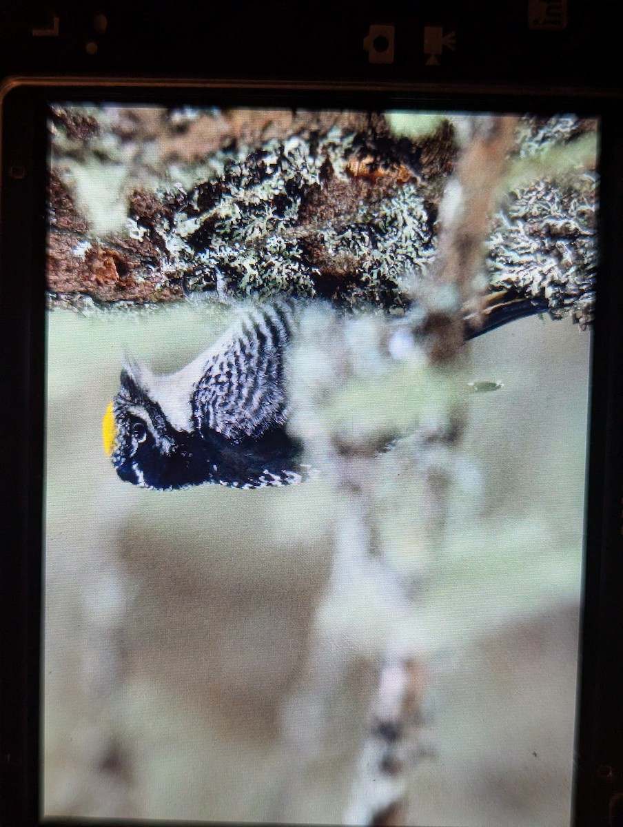 American Three-toed Woodpecker - ML647738493