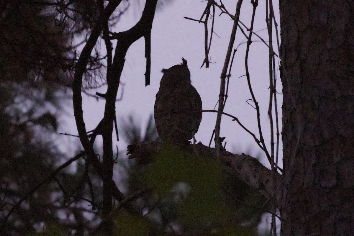 Great Horned Owl - ML647738494
