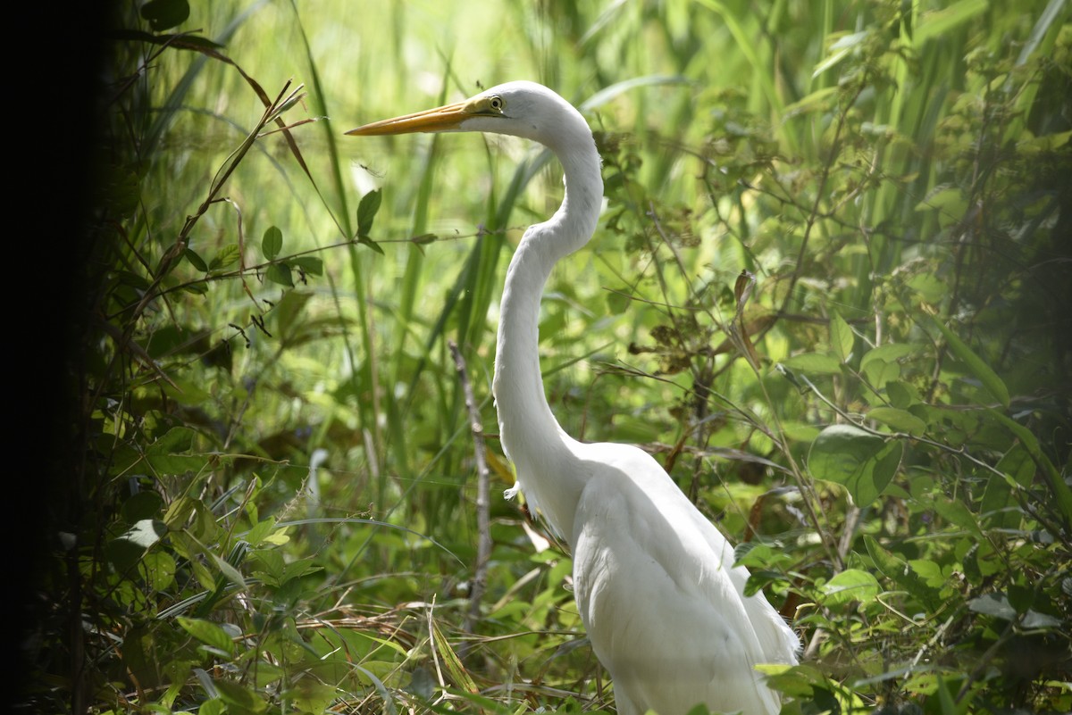 volavka bílá - ML647738503