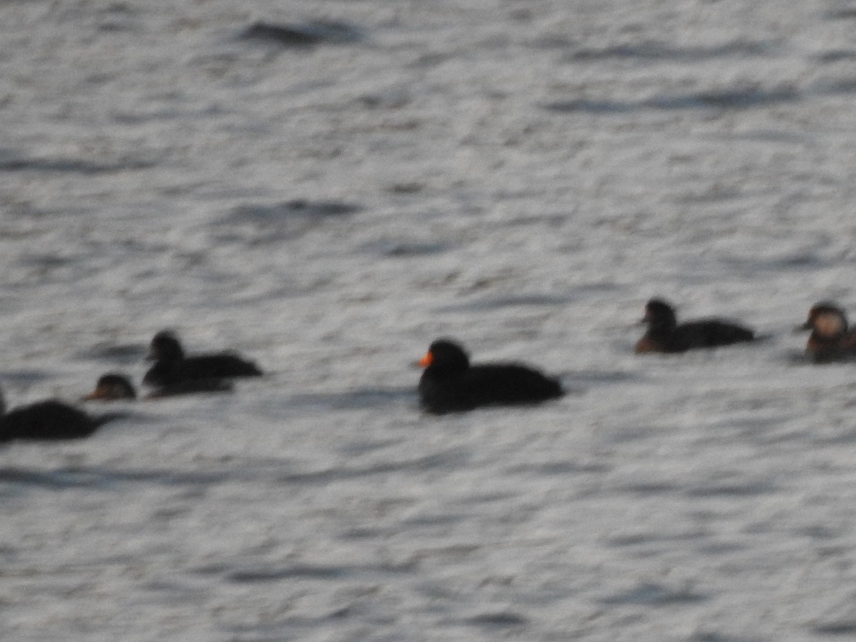 Negrón Americano - ML647738518