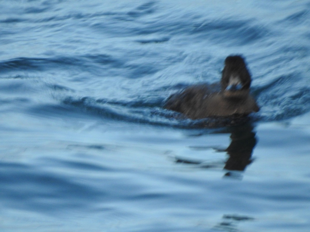 Negrón Americano - ML647738519