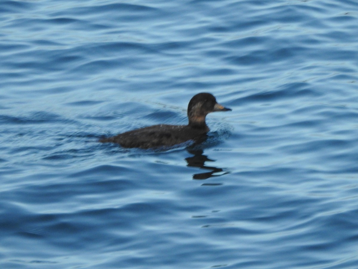 Negrón Americano - ML647738520