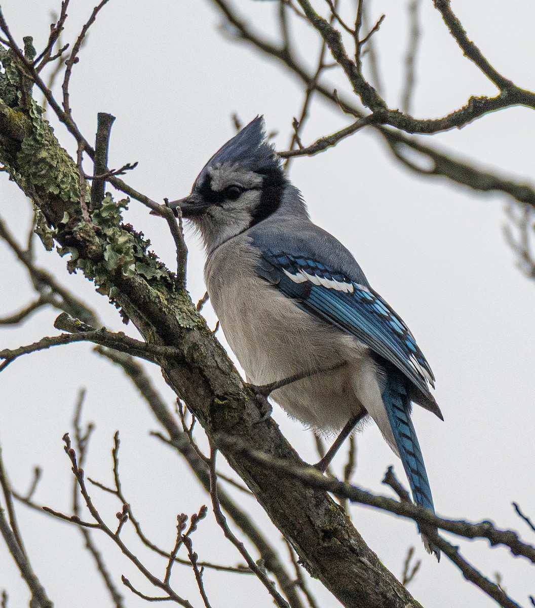 Blue Jay - ML647738528