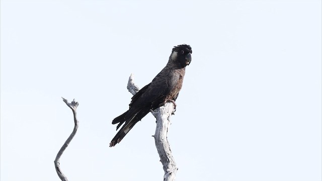 Baudin's Black-Cockatoo - ML647738531