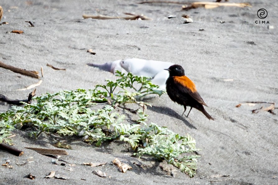 Austral Negrito - ML647738533