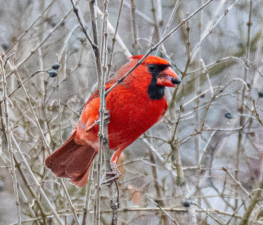 ショウジョウコウカンチョウ - ML647738537