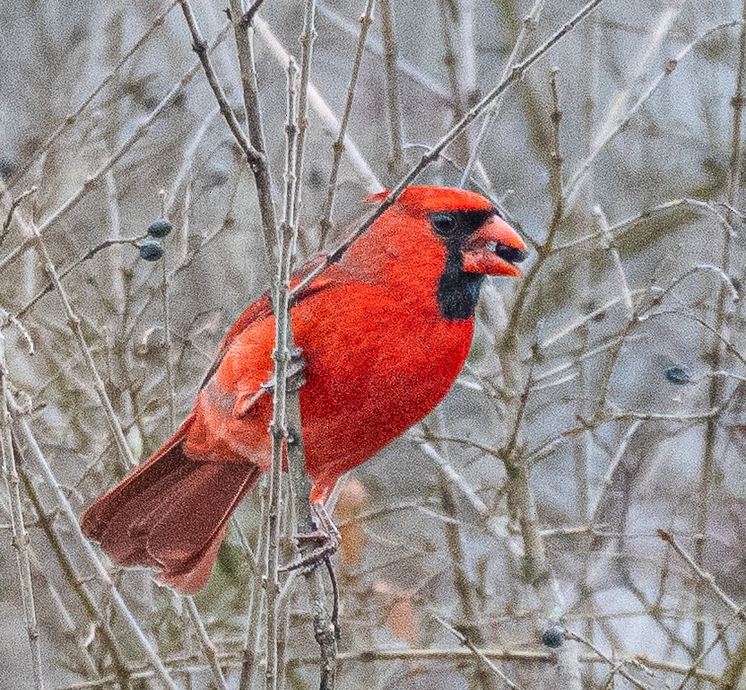 ショウジョウコウカンチョウ - ML647738538