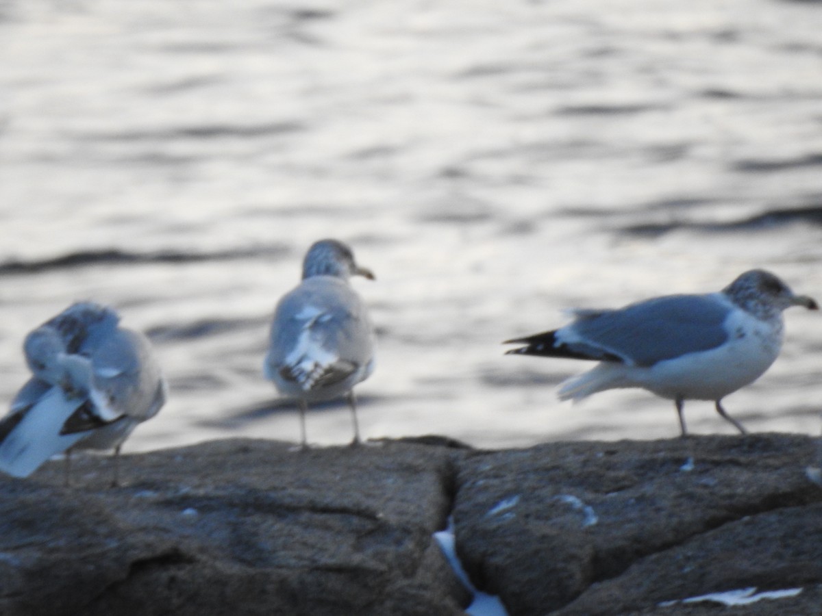 Gaviota Argéntea Americana - ML647738541