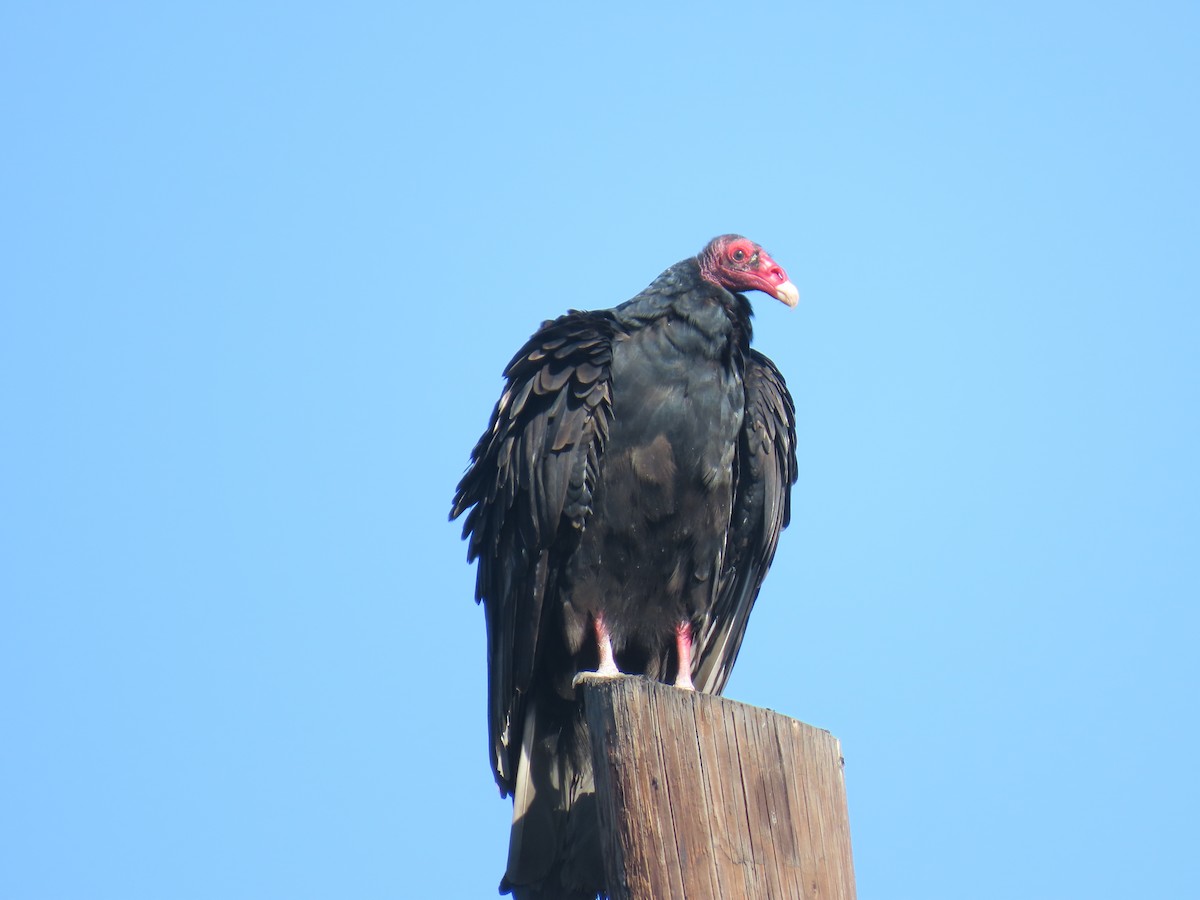 kondor krocanovitý - ML647738559