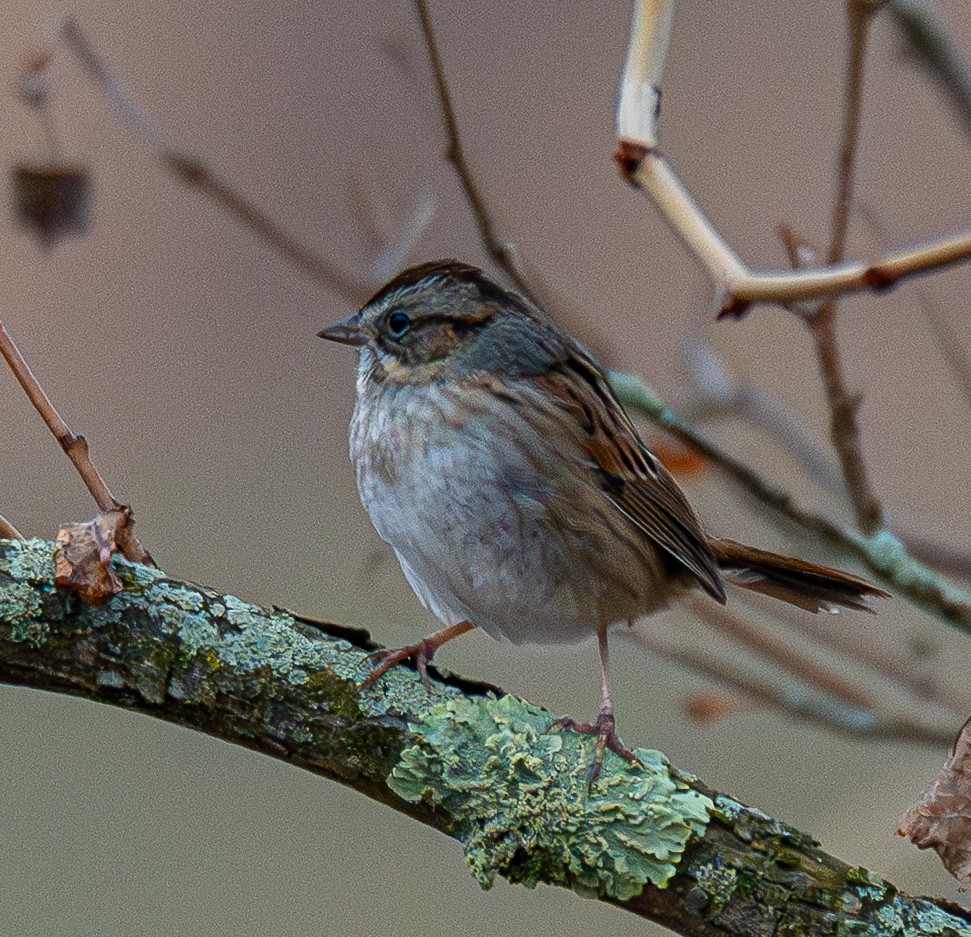 ヌマウタスズメ - ML647738565