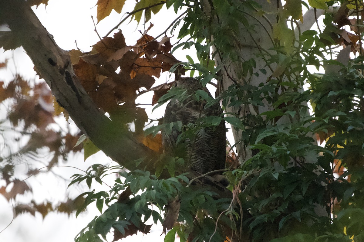 Great Horned Owl - ML647738566