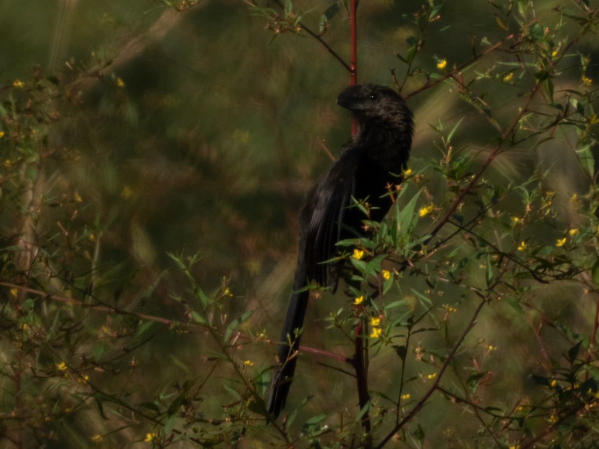 glattnebbani - ML647738567