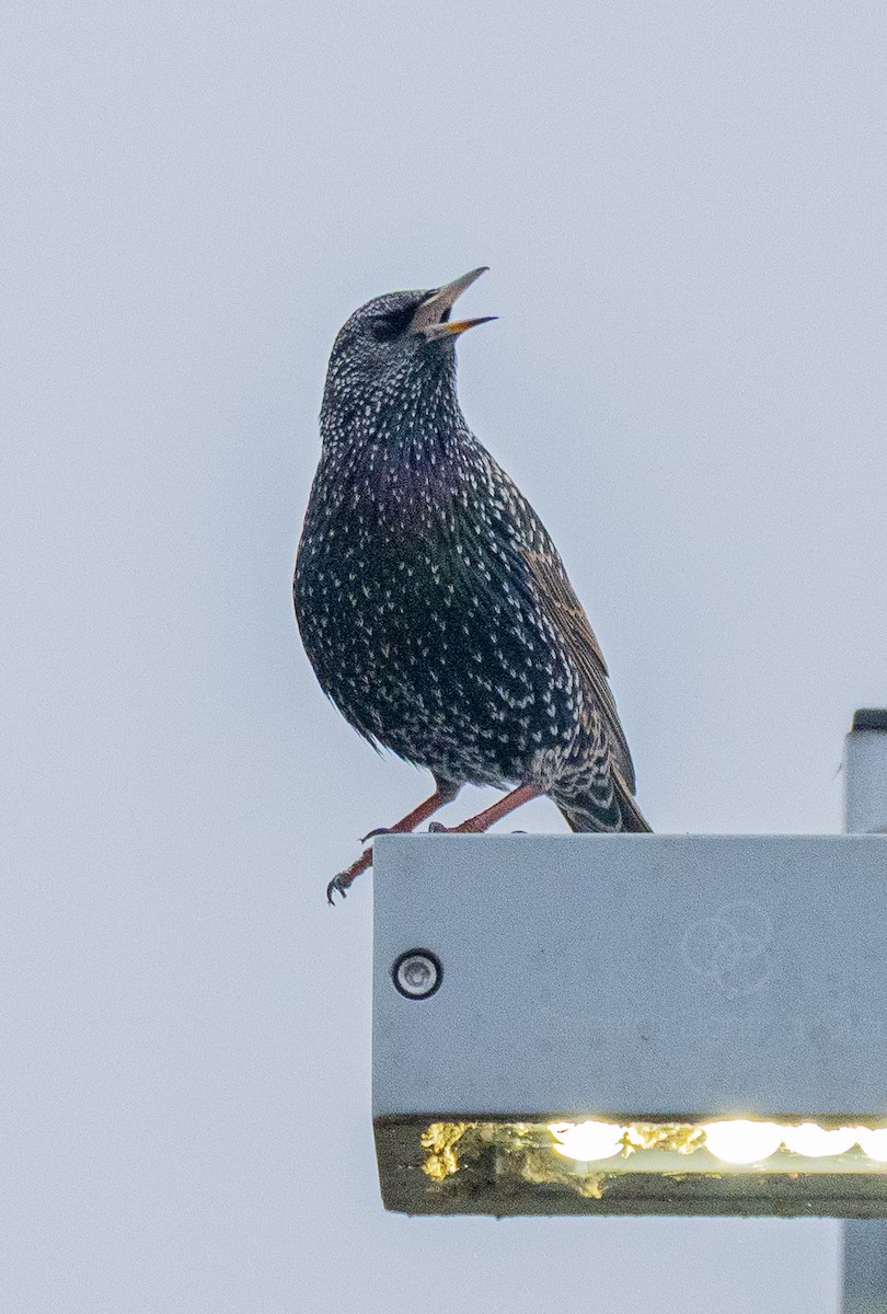 ホシムクドリ - ML647738591