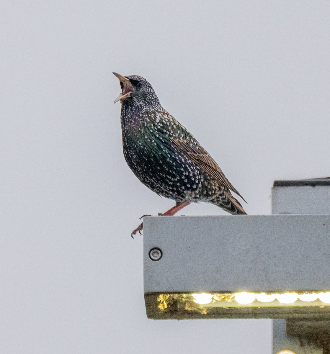 ホシムクドリ - ML647738592