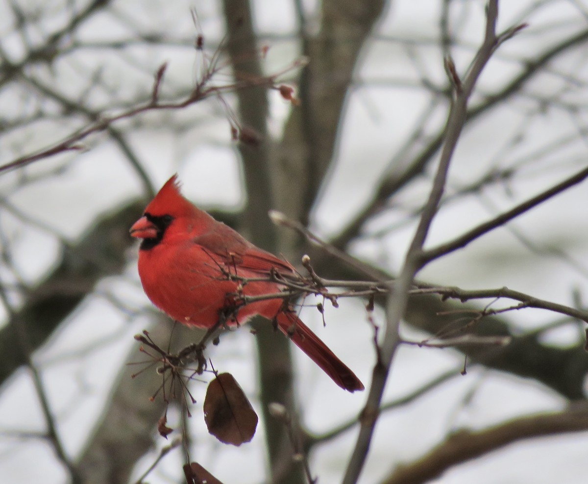 Кардинал червоний - ML647738602