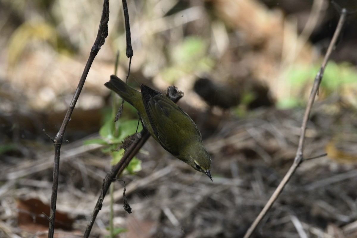 Tennessee Warbler - ML647738619