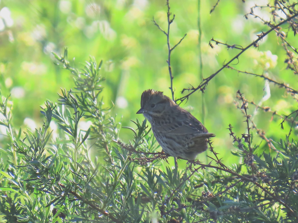 Lincoln's Sparrow - ML647738627