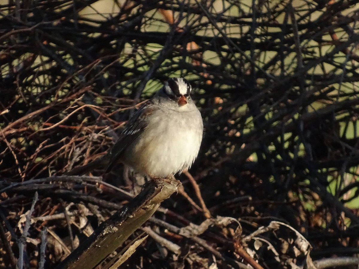 White-crowned Sparrow - ML647738632