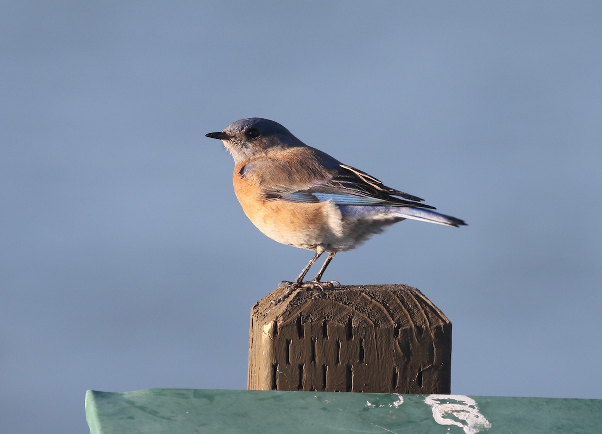 Western Bluebird - ML647738633