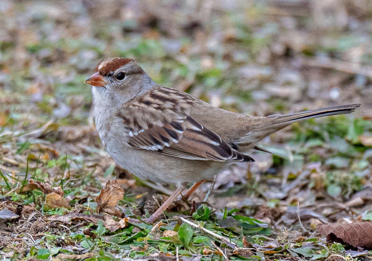 White-crowned Sparrow - ML647738634