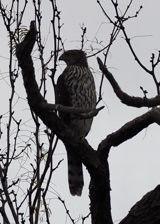 Cooper's Hawk - ML647738635