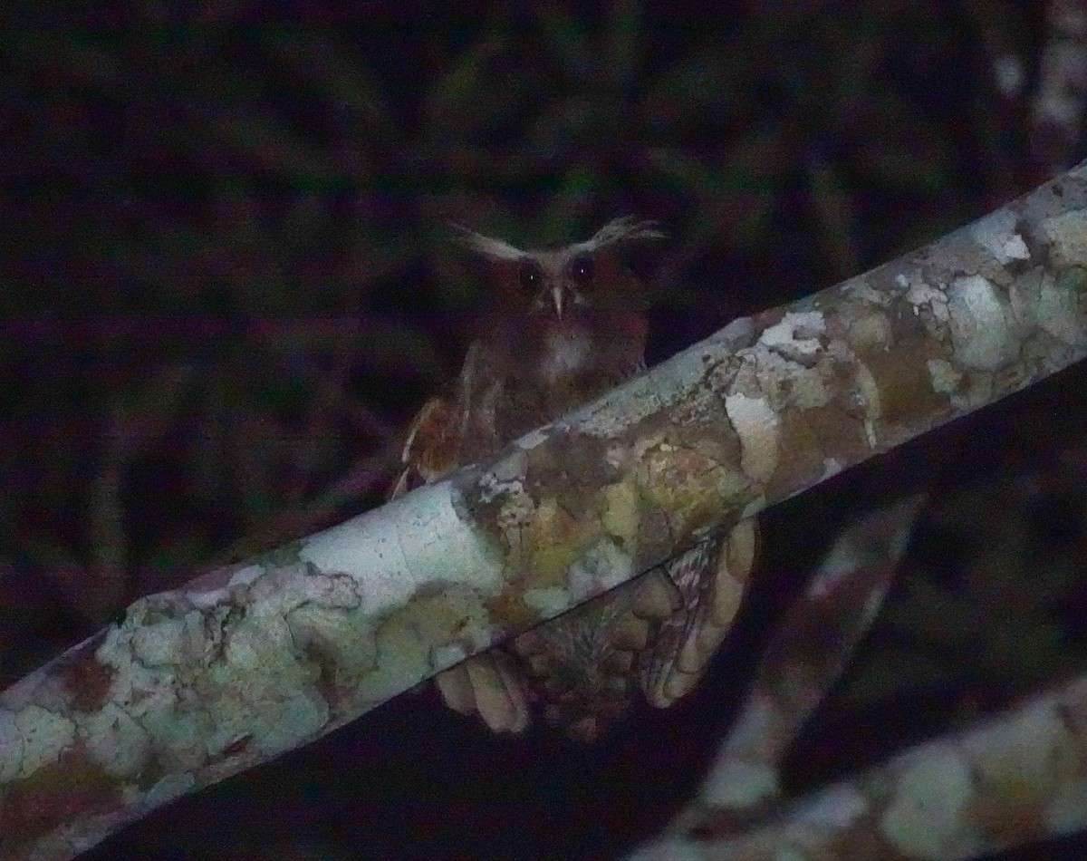 Crested Owl - ML647738636