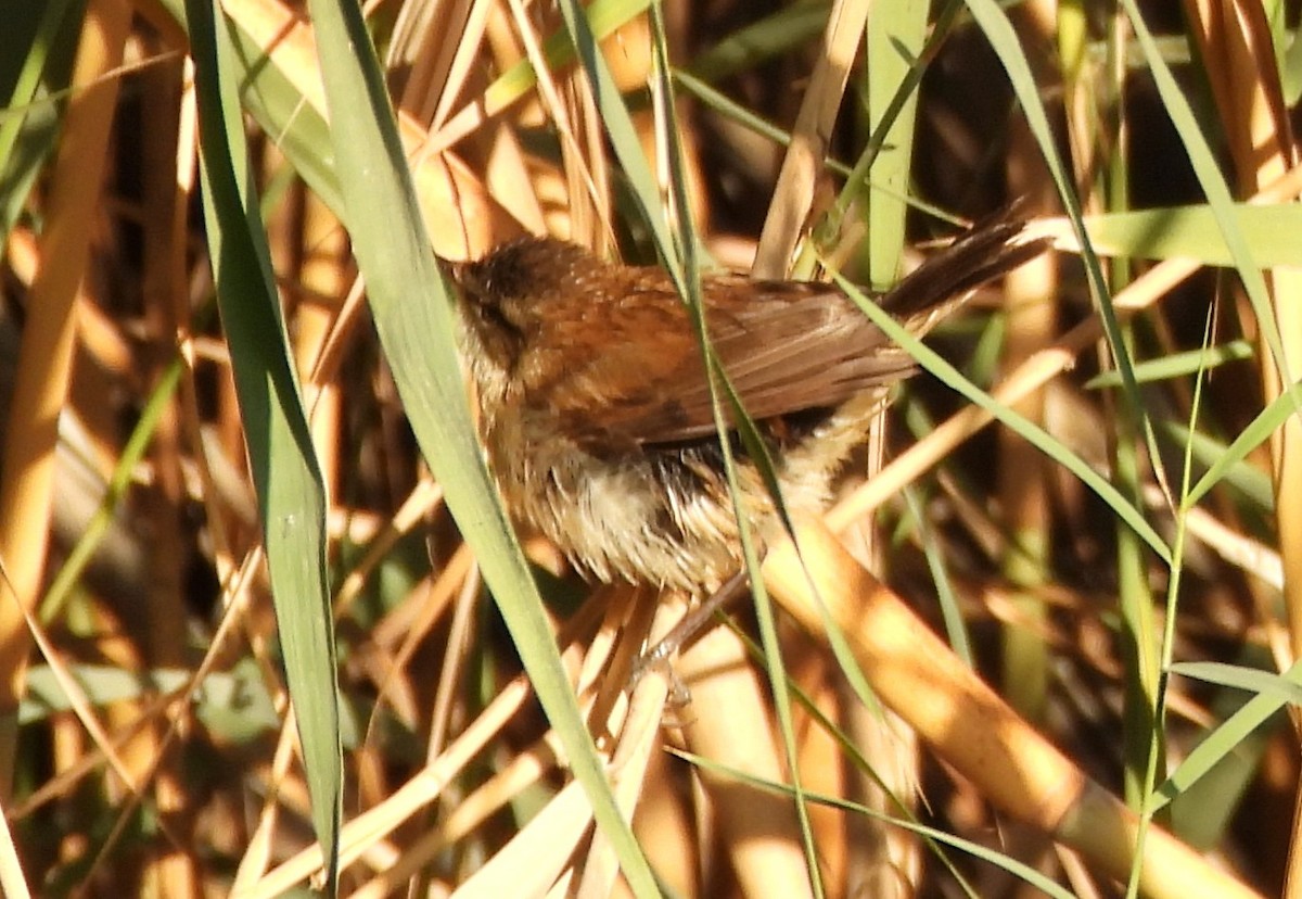Moustached Warbler - ML647738637