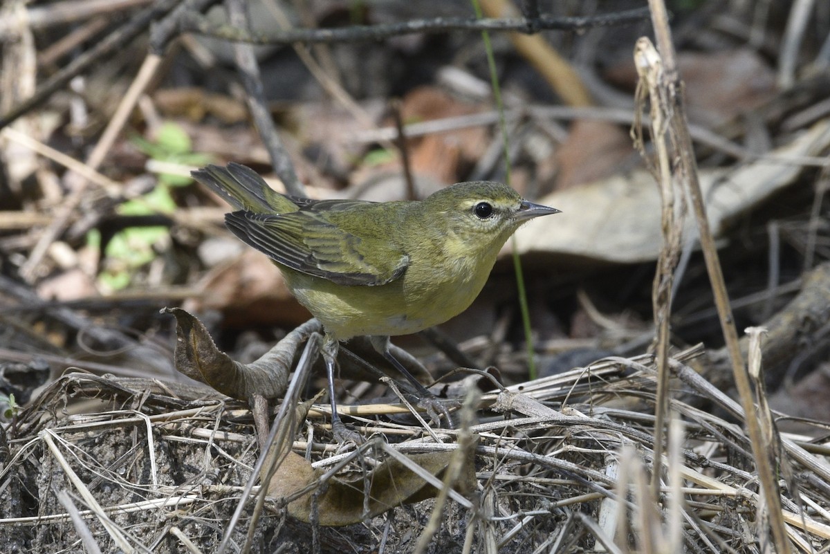 Panama Flycatcher - ML647738638
