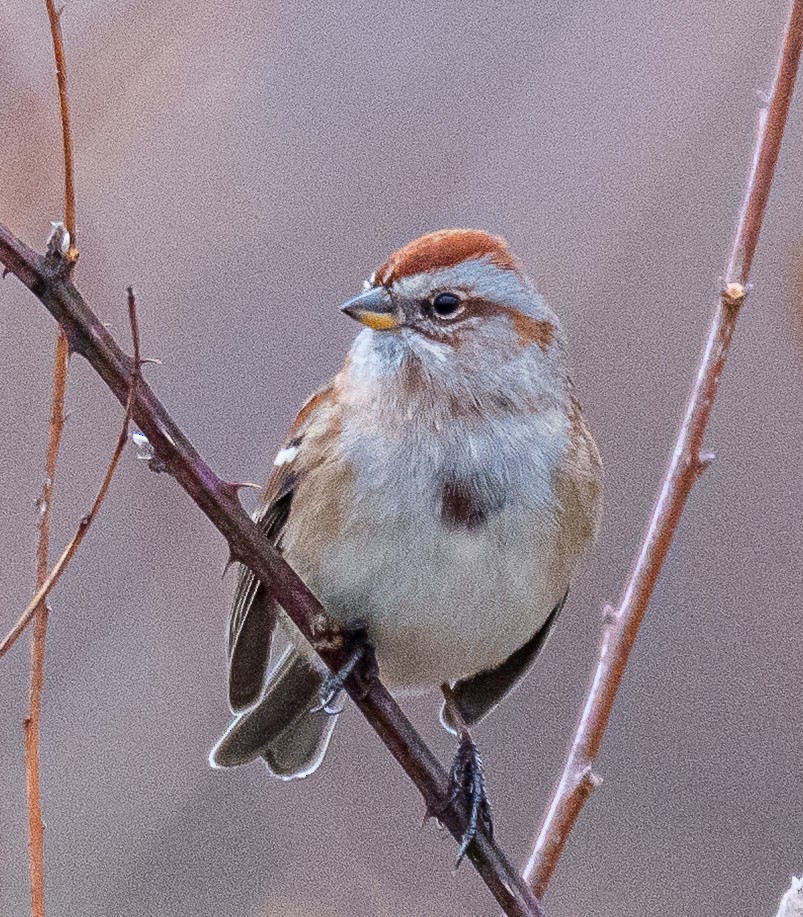 American Tree Sparrow - ML647738640