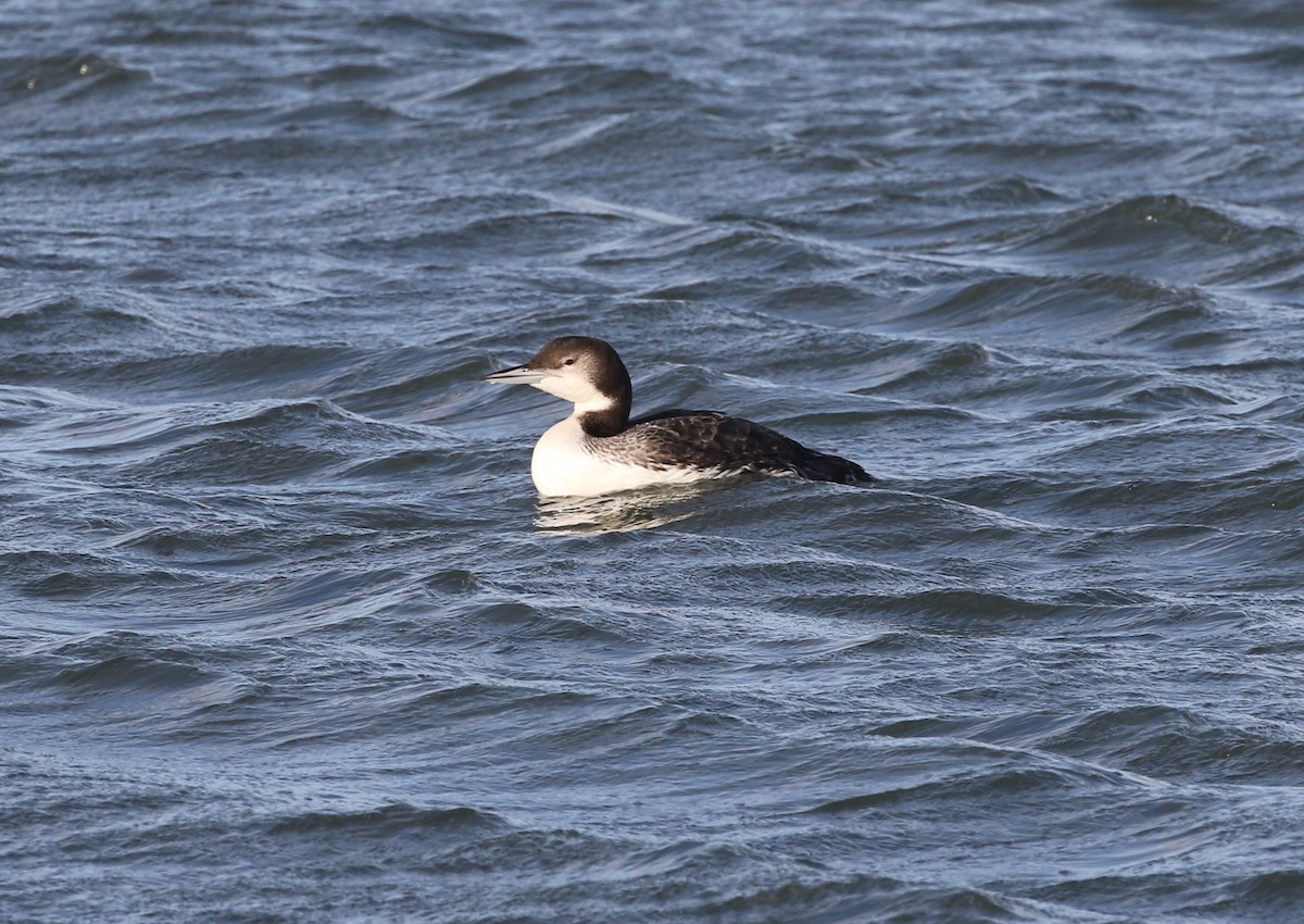 Common Loon - ML647738641