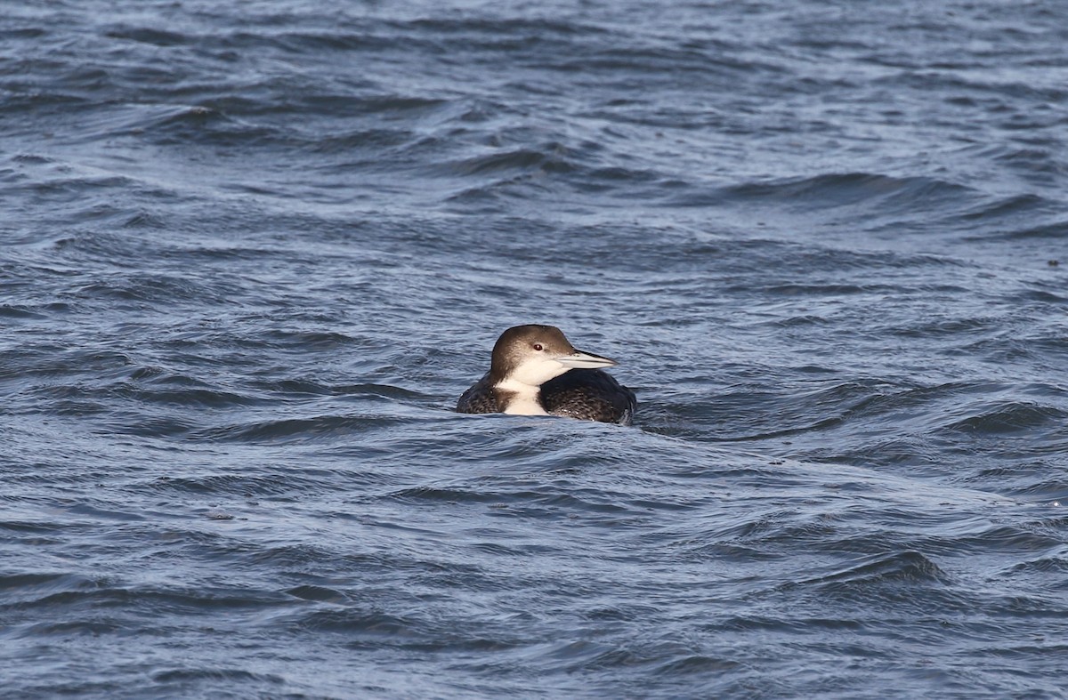 Common Loon - ML647738642