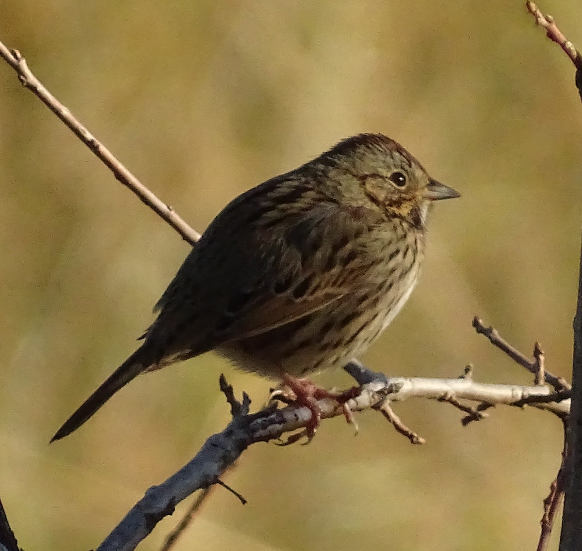 Lincoln's Sparrow - ML647738643