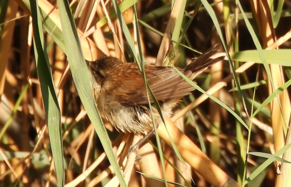 Moustached Warbler - ML647738644