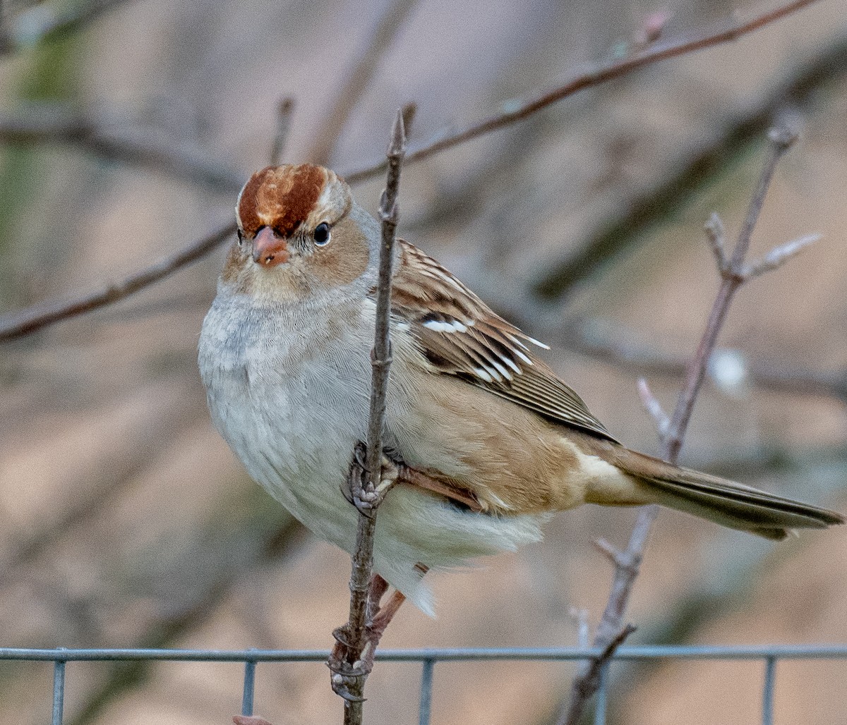 White-crowned Sparrow - ML647738645