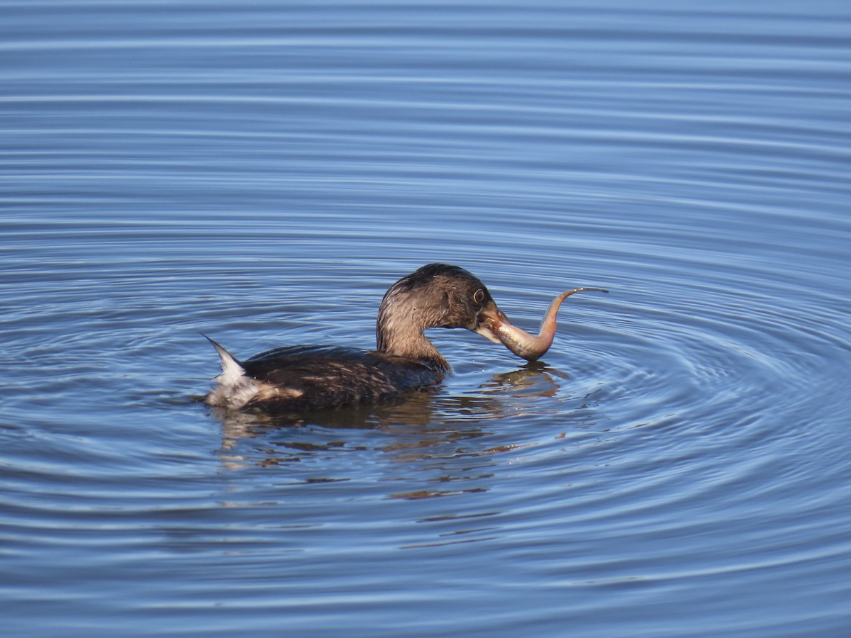 Pied-billed Grebe - ML647738646